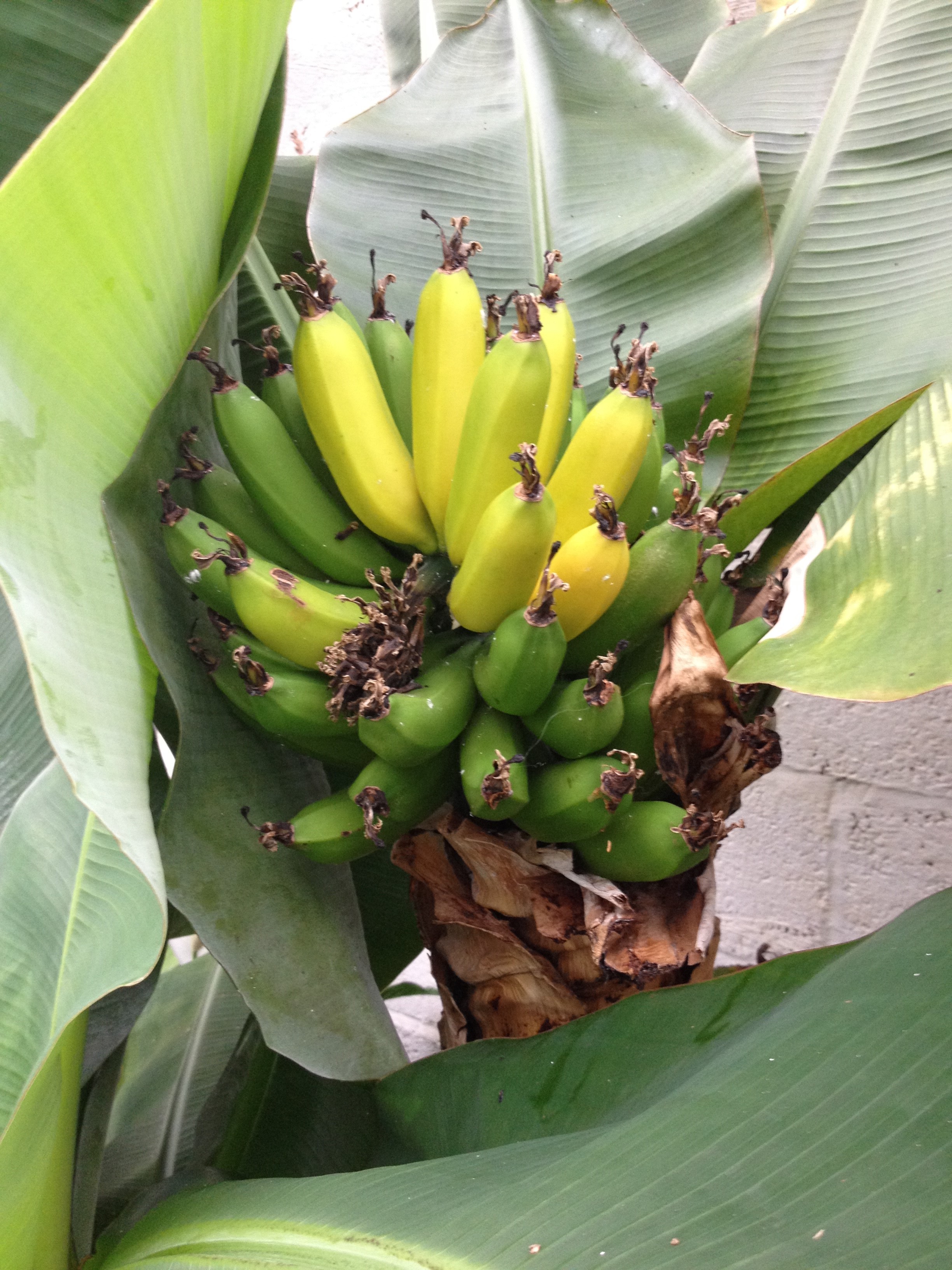Edible bananas grown for the first time at University of Exeter The